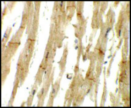 Anti-MLIP antibody produced in rabbit