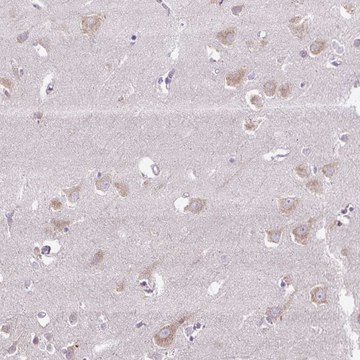 Anti-SYBU antibody produced in rabbit