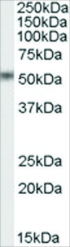 Anti-STEAP4/DUDULIN4 antibody produced in goat