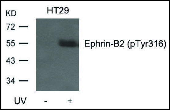 Anti-phospho-Ephrin-B2 (pTyr³¹?) antibody produced in