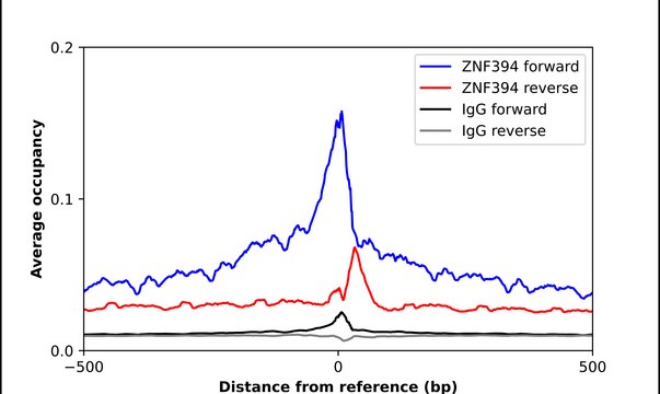 Anti-ZNF394 antibody produced in rabbit