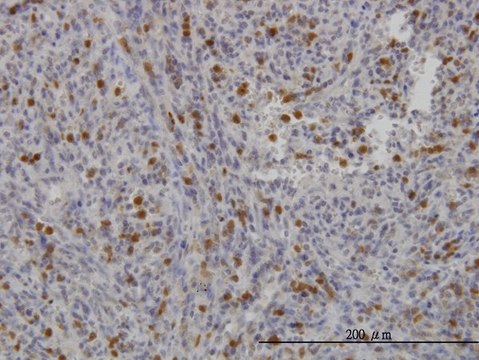 ANTI-FGR antibody produced in mouse