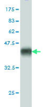 Monoclonal Anti-CX3CL1 antibody produced in