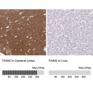 Anti-FAIM2 antibody produced in rabbit