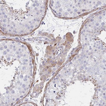 Anti-FBXL13 antibody produced in rabbit