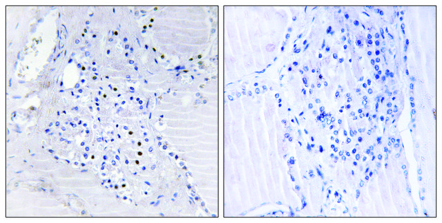 Anti-C9ORF89 antibody produced in rabbit