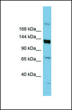 Anti-ABCB4 antibody produced in rabbit