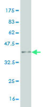 ANTI-MAZ antibody produced in mouse