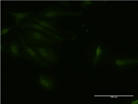 Monoclonal Anti-RNF125, (C-terminal) antibody produced