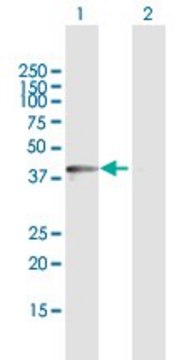 Anti-DDO antibody produced in rabbit