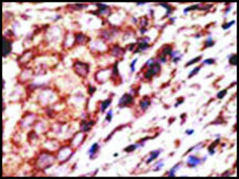 Anti-Mouse Tlr8 (C-term) antibody produced