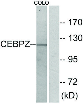 Anti-CEBPZ antibody produced in rabbit