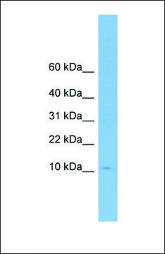 Anti-APOA2, (N-terminal) antibody produced in