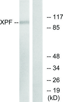 Anti-XPF antibody produced in rabbit
