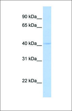 Anti-DPF3 (ab1) antibody produced in