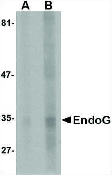 Monoclonal Anti-EndoG antibody produced in