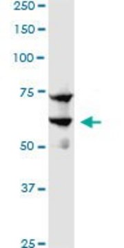 ANTI-SREBF1 antibody produced in mouse