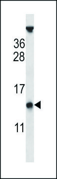 ANTI-PYDC1 (CENTER) antibody produced in