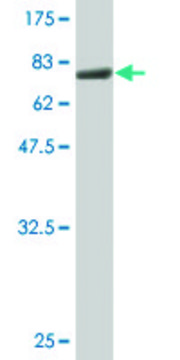 Monoclonal Anti-ACTL6A antibody produced in