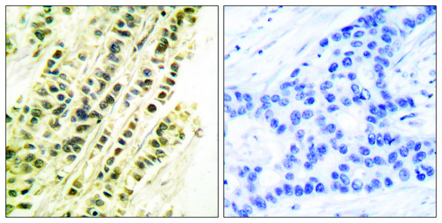 Anti-SRF antibody produced in rabbit