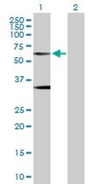 Anti-GLRA1 antibody produced in rabbit