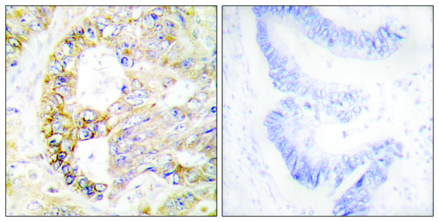 Anti-COX41 antibody produced in rabbit