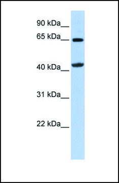 Anti-GATM antibody produced in rabbit