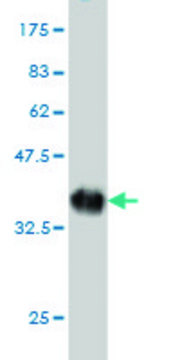 Monoclonal Anti-CYorf15B antibody produced in