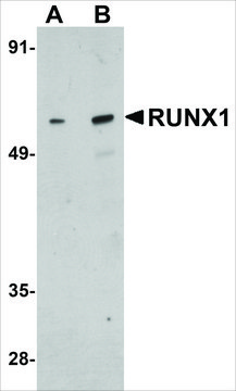 Anti-RUNX1 antibody produced in rabbit