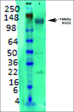 Monoclonal Anti-Kcc2 antibody produced in