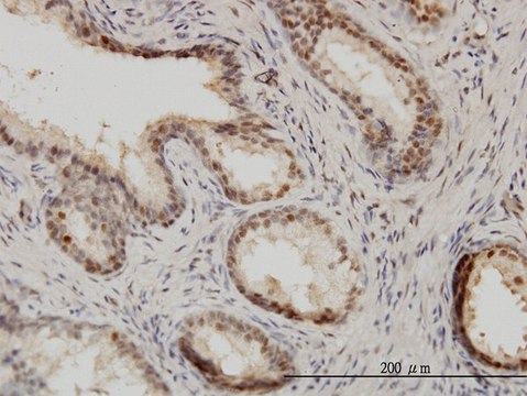 Monoclonal Anti-ISGF3G antibody produced in