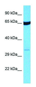 Anti-OR14I1 (C-terminal) antibody produced in