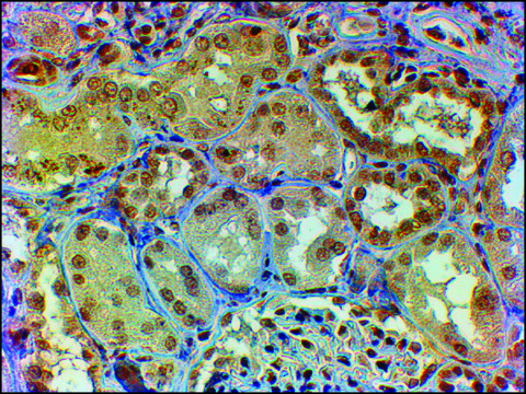 Anti-MYB/C-MYB antibody produced in goat