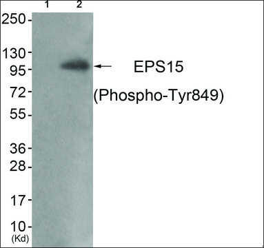 Anti-phospho-EPS15 (pTyr???) antibody produced in