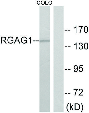 Anti-RGAG1 antibody produced in rabbit