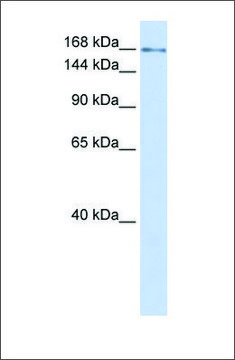 Anti-IFT172 antibody produced in rabbit