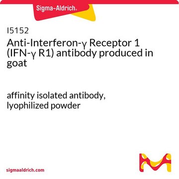 Anti-Interferon-? Receptor 1 (IFN-? R1)