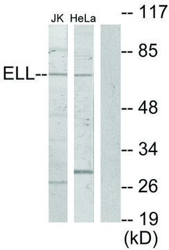 Anti-ELL antibody produced in rabbit