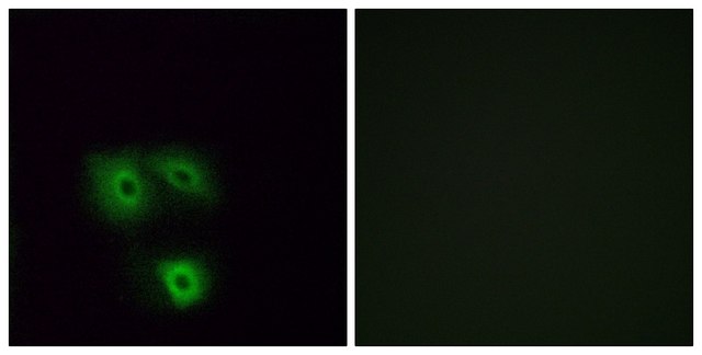 Anti-OR5H1 antibody produced in rabbit
