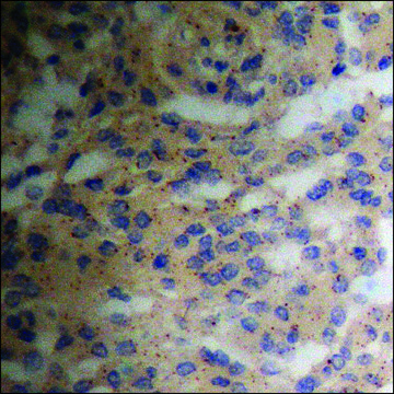 Anti-phospho-SEK1/MKK4/JNKK1 (pSer²??) antibody produced in