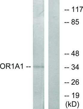 Anti-OR1A1 antibody produced in rabbit