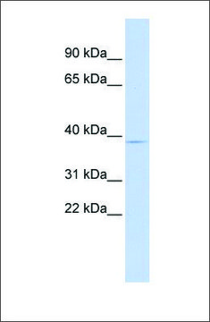 Anti-PITX3 antibody produced in rabbit