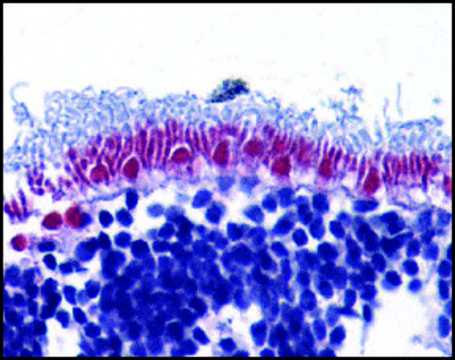 Anti-DFF45 antibody produced in rabbit