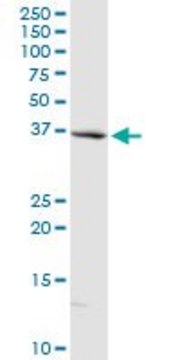 Anti-GBL antibody produced in rabbit