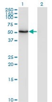 ANTI-ZSCAN21 antibody produced in mouse