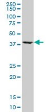 Monoclonal Anti-ASNA1, (C-terminal) antibody produced