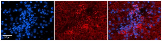 Anti-PDGFB antibody produced in rabbit