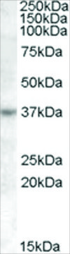 Anti-RASSF7/HRAS1 antibody produced in goat