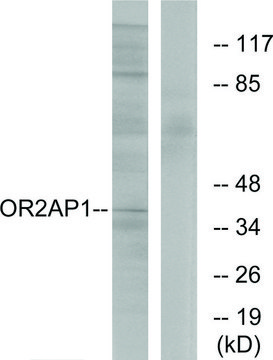 Anti-OR2AP1 antibody produced in rabbit