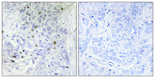 Anti-MAFF antibody produced in rabbit
